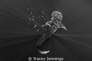 A whale shark in Papua. by Tracey Jennings 